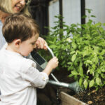 Garden bed